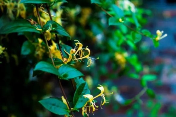 忍冬花又被称为金银花是因为是什么 忍冬花为什么又被叫做金银花