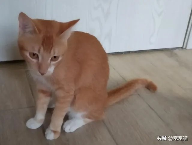 新冠肺炎这么严重,为什么宠物猫,宠物狗不感染呢?