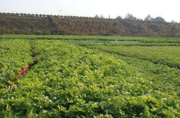 芹菜除草剂有什么