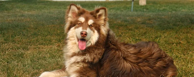 四个月大的阿拉斯加可以给什么吃 阿拉斯加犬寿命一般多少年