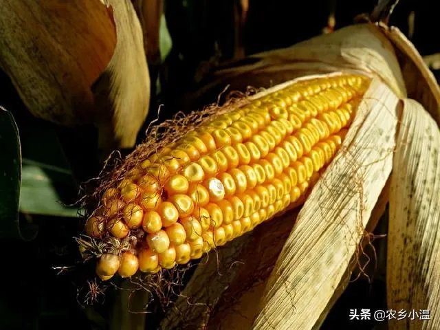 玉米收割机扒皮不净怎么办?