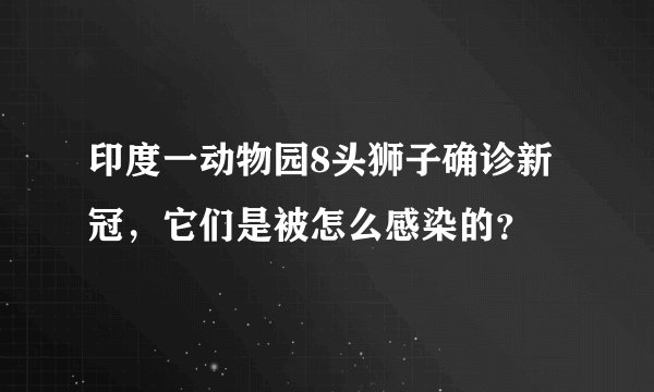 印度一动物园8头狮子确诊新冠，它们是被怎么感染的？