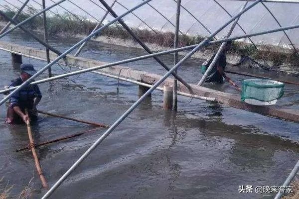 养虾一亩一般赚多少