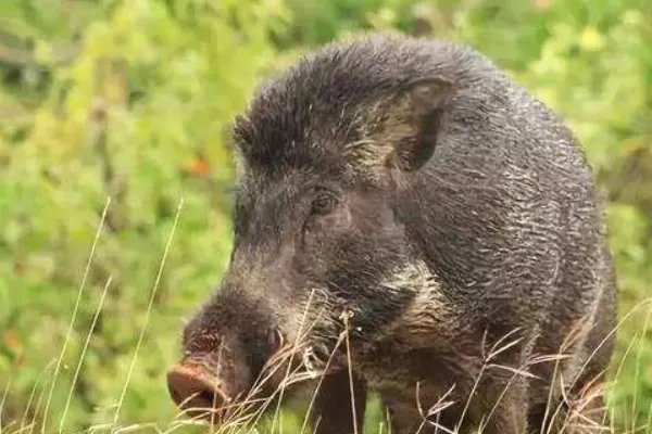 特种养殖有哪些品种