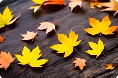 金箔漆价格是多少 什么是金箔漆