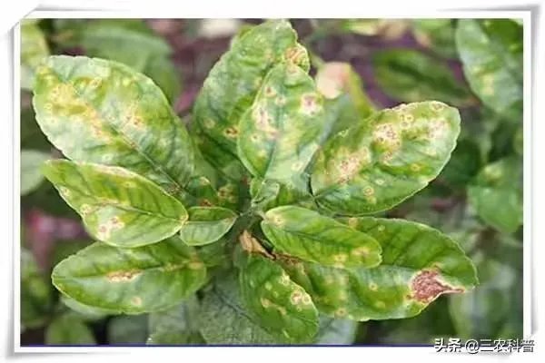 怎么防治柑橘病虫害？