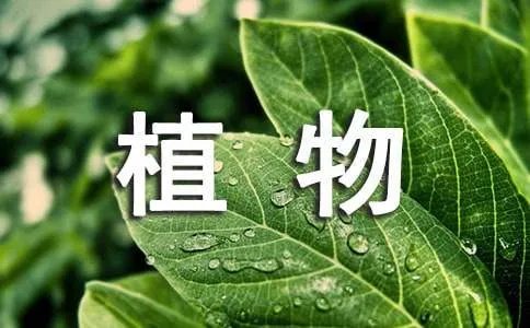 四年级作文：植物的反击