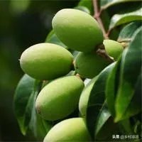 橄榄树掉果了怎么办？