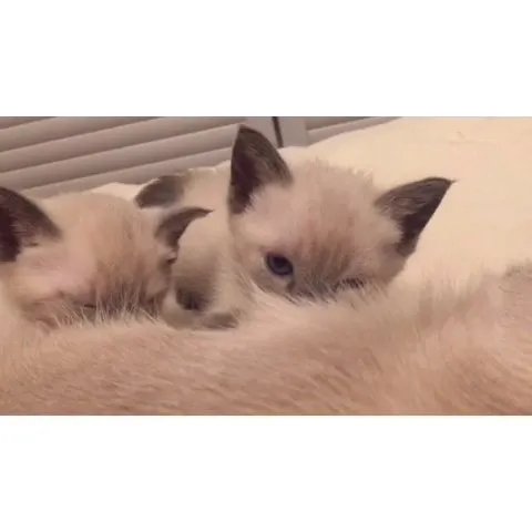 尼玛坤爷的介绍