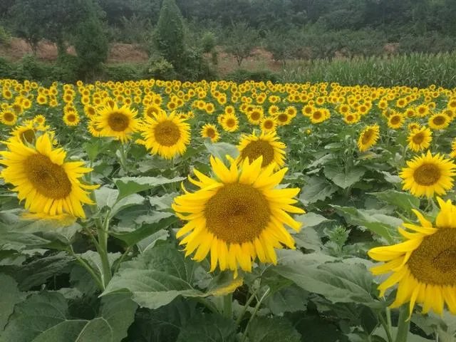 上联：东方不亮诸葛亮，下联怎么对？