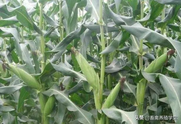 受疫情影响，已有国家禁止出口粮食，你怎么看？