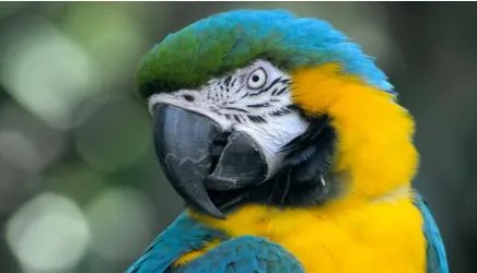 在自然界中，蓝翅金刚鹦鹉有着哪些特征与生活习性？