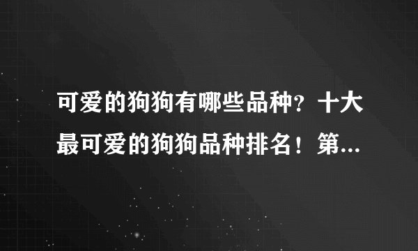 可爱的狗狗有哪些品种？十大最可爱的狗狗品种排名！第一是谁？