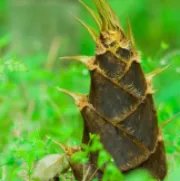 冬笋和春笋的区别