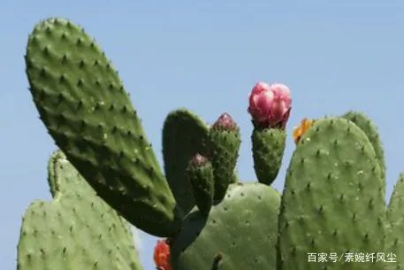 电脑旁边放上仙人掌，真的能够有效防辐射吗？