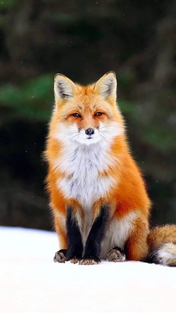 为什么现在很多人喜欢往山上放生狐狸？