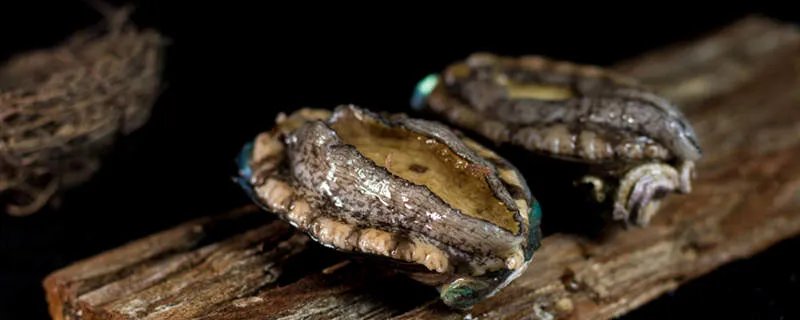 人们吃鲍鱼主要是吃它的什么部位