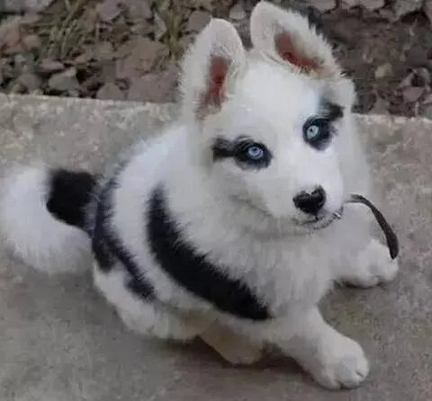 冠毛犬和泰迪的后代是什么犬