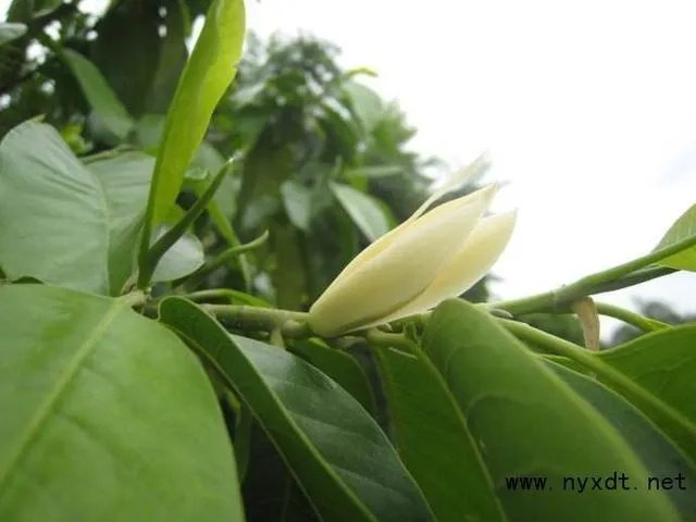 白花黄蕊是兰花什么品种？