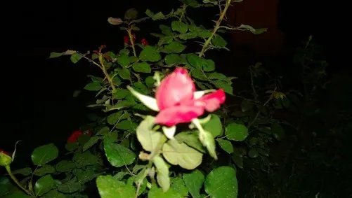 有何用? 诺基亚Lumia1020对焦辅助灯实测