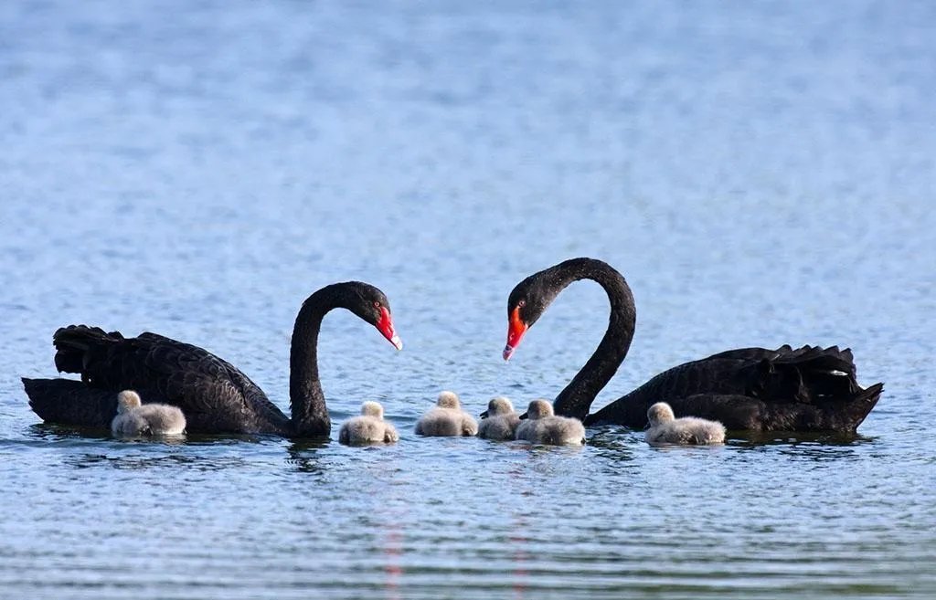 成都男子为何接连偷盗14只黑天鹅？