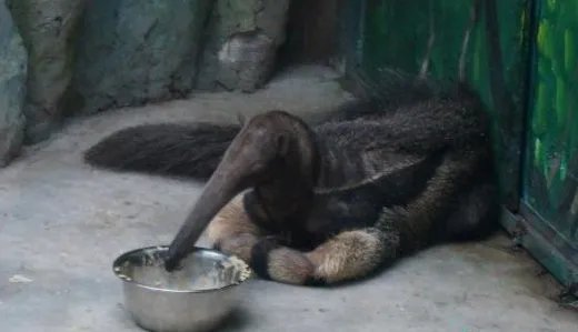 四只南美洲大食蚁兽落户郑州是真的吗？