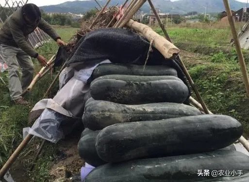 冬瓜采收回来后,有哪些贮藏方法可以让冬瓜贮藏的时间更长?