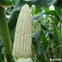 在忻州种什么品种的玉米比较好？