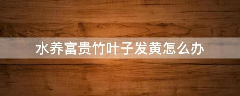水养富贵竹叶子发黄怎么办