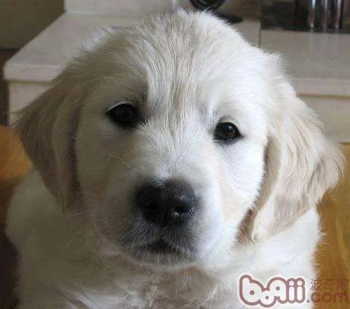 金毛犬大概多少钱一只？