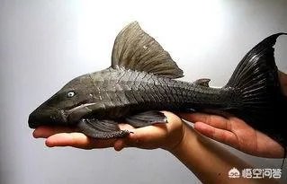 蓝眼皇冠豹好看吗？有哪些特征？