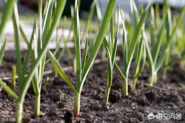 青蒜种植需要注意哪些事项？