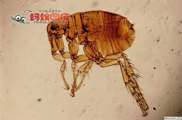 医学节肢动物的危害