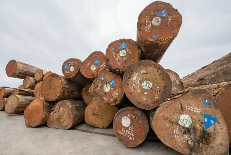 莫干山板材树绿色制造领先典范，打造全链路环保生产力