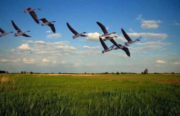 写草原的歌都有哪些