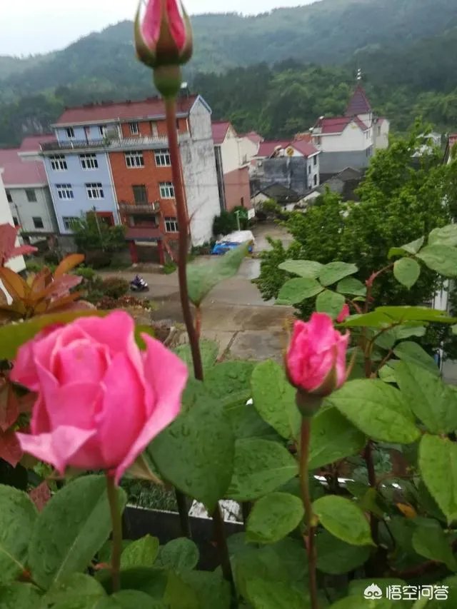 农村户口是不是越来越值钱了，有没有可能将来会有大批城市居民流入乡村？