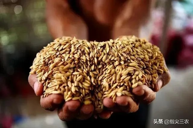 受疫情影响，已有国家禁止出口粮食，你怎么看？