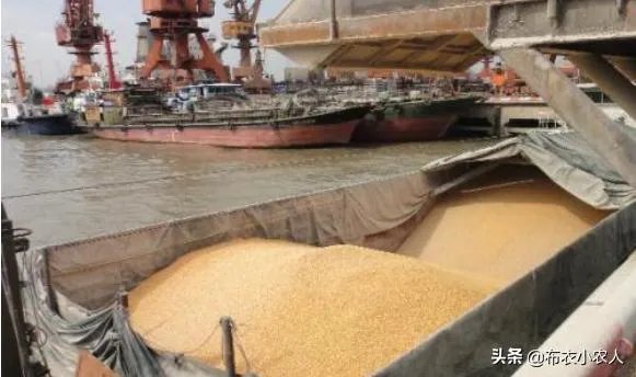 受疫情影响，已有国家禁止出口粮食，你怎么看？