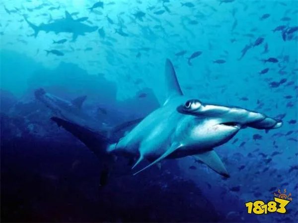 哪种动物一生都在换牙,只要牙齿受损立刻会有新的补上?