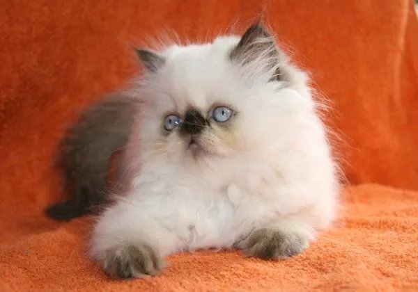 宠物猫的品种有哪些？各附带一张图片吧。 亲们辛苦了，先谢啦！