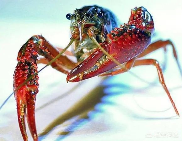 今后3年内，对于小龙虾养殖户来说，所要面对的市场风险与机遇有哪些？