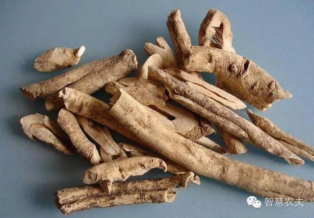 现在种植什么药材能够赚钱？