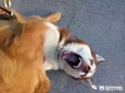 韩球迷嘲讽国足:一直被我们按着摩擦,连越南都不如!对此你怎么看?