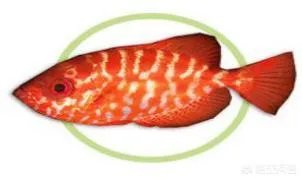 黑鳍牛目鲷是夜行鱼吗？这种鱼有什么习性吗？