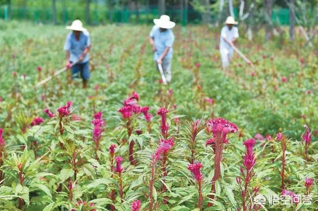 现在种植什么药材能够赚钱？