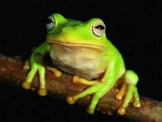 活在海里的青蛙的介绍