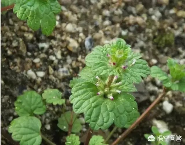 现在种植什么药材能够赚钱？