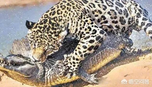 美洲豹能下水捕杀鳄鱼吗？