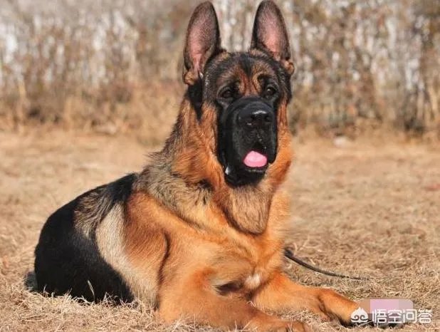 对于“锤系德牧”你怎么看？