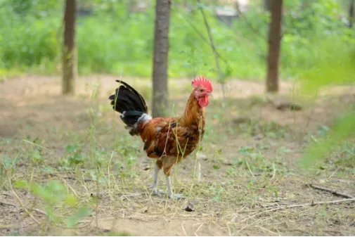 5G时代来临，“云养殖”变成现实？在家就能养“牛”